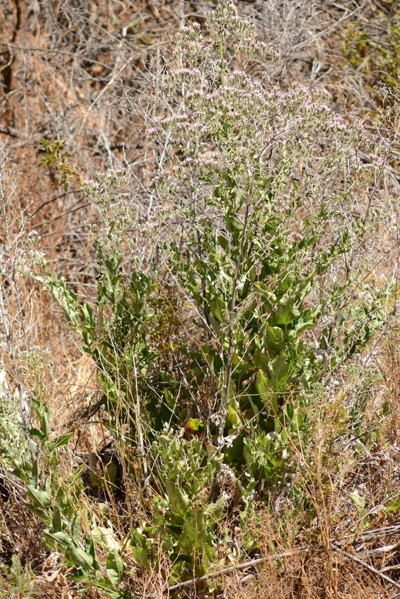 Sacapellote photo 3