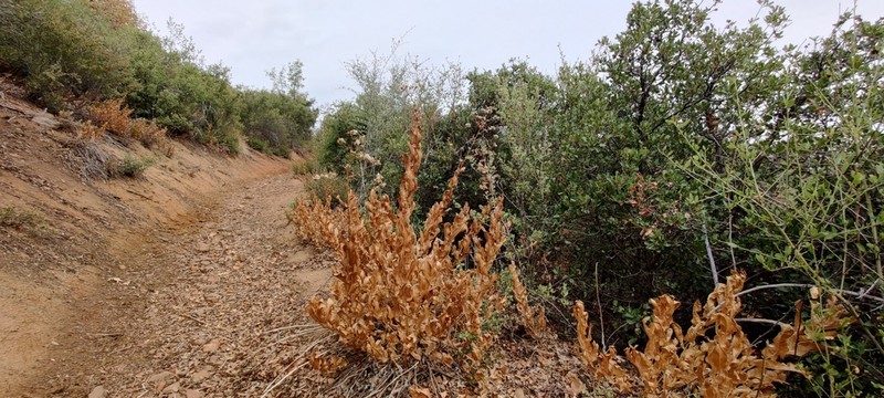 Sacapellote photo 6