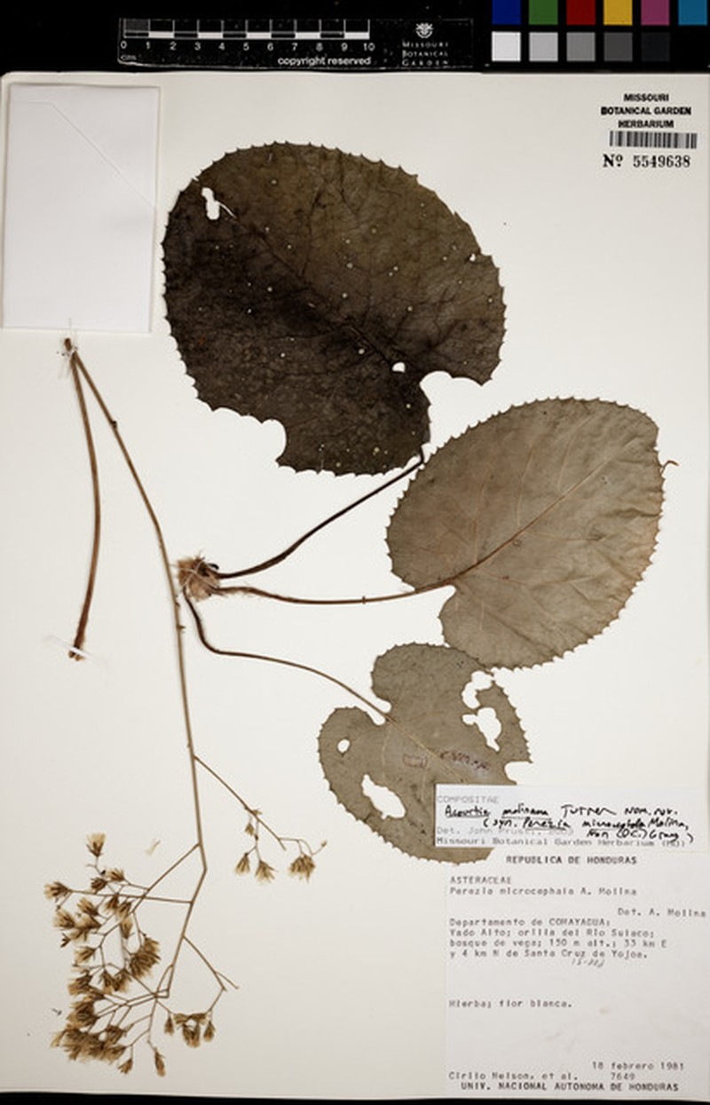 Acourtia molinana