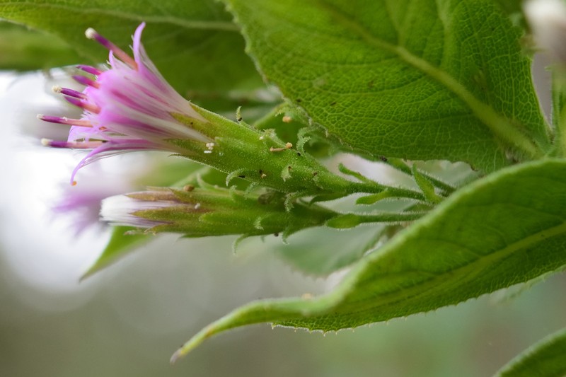 Acourtia moschata