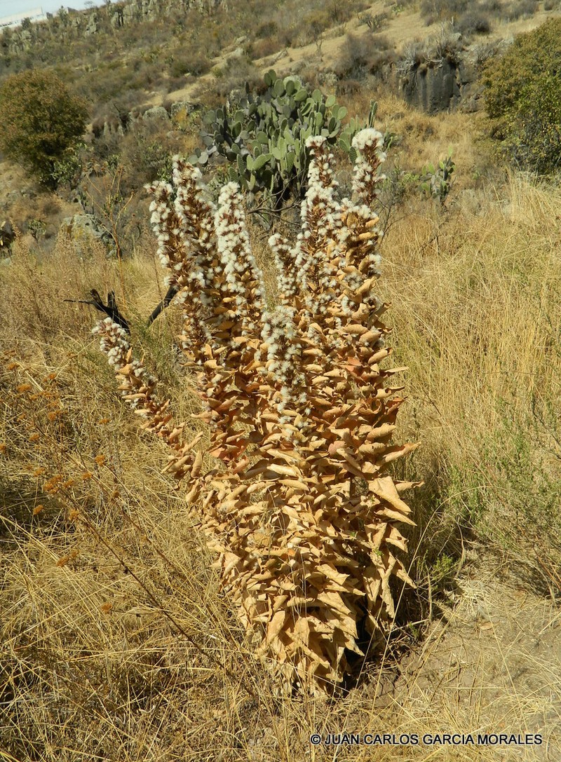Acourtia moschata photo 2