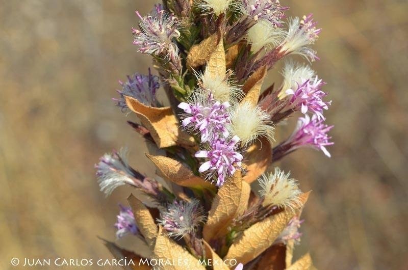 Acourtia moschata photo 3