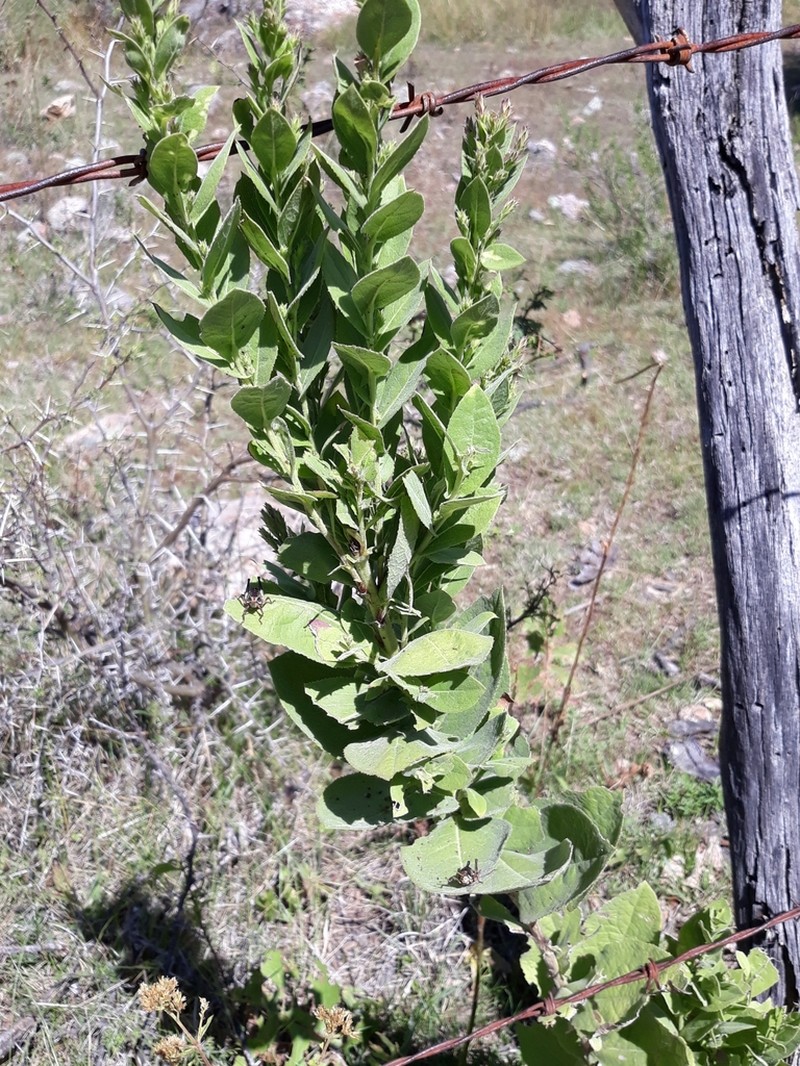 Acourtia moschata photo 4