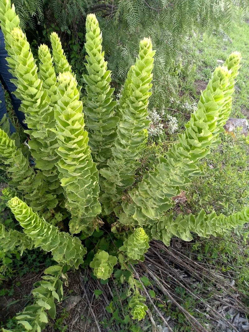 Acourtia moschata photo 5