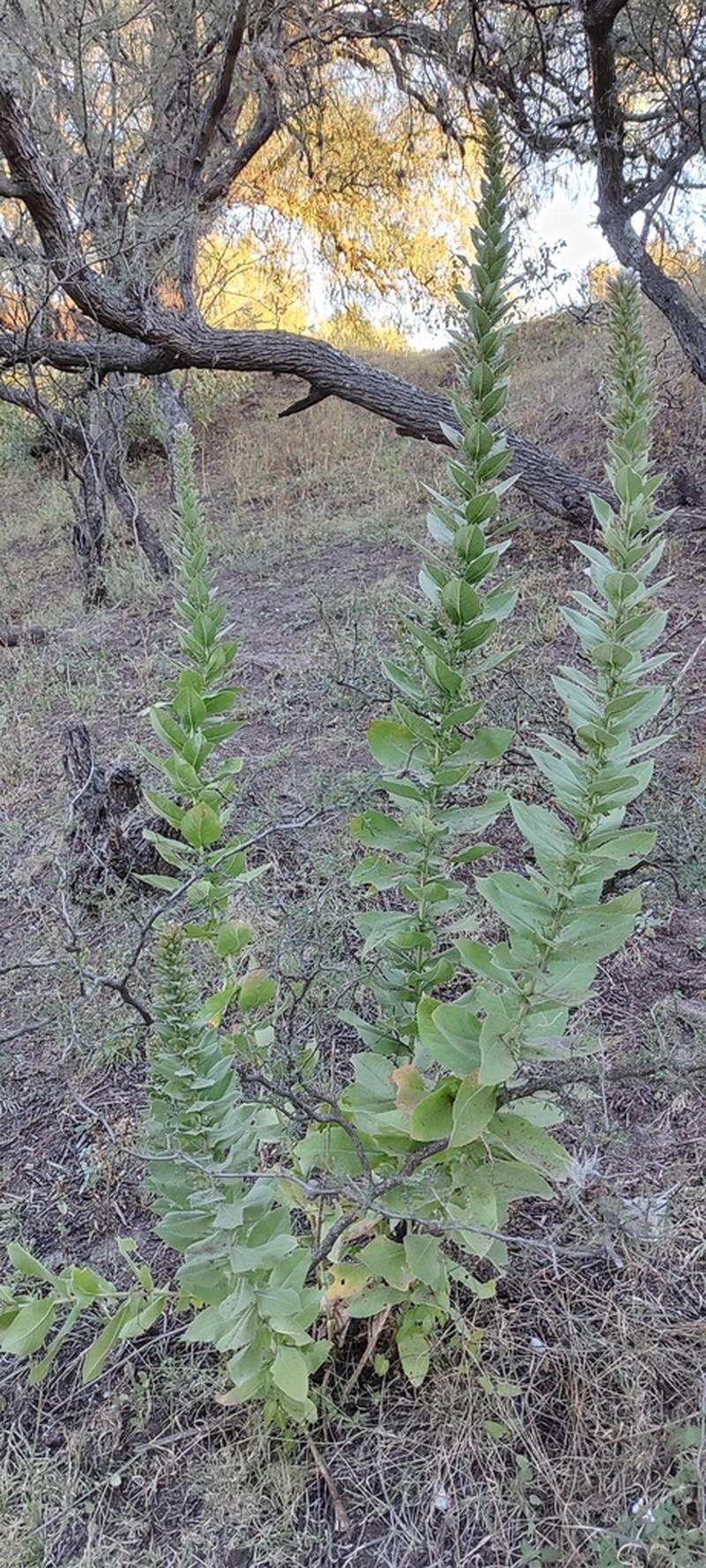 Acourtia moschata photo 6