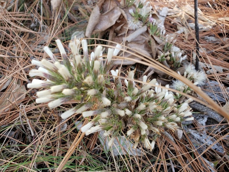 Acourtia moschata photo 7