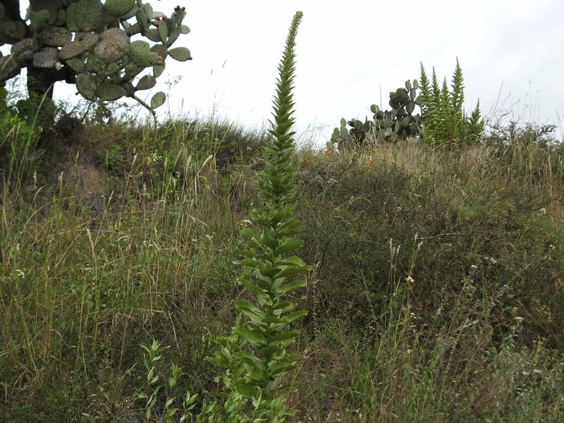 Acourtia moschata photo 8