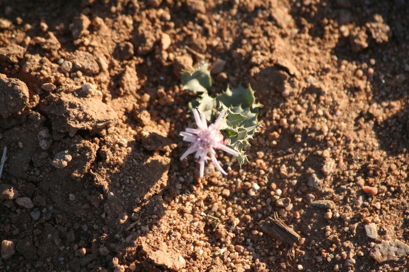 Dwarf Desertpeony photo 2