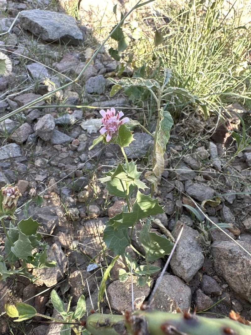 Dwarf Desertpeony photo 8