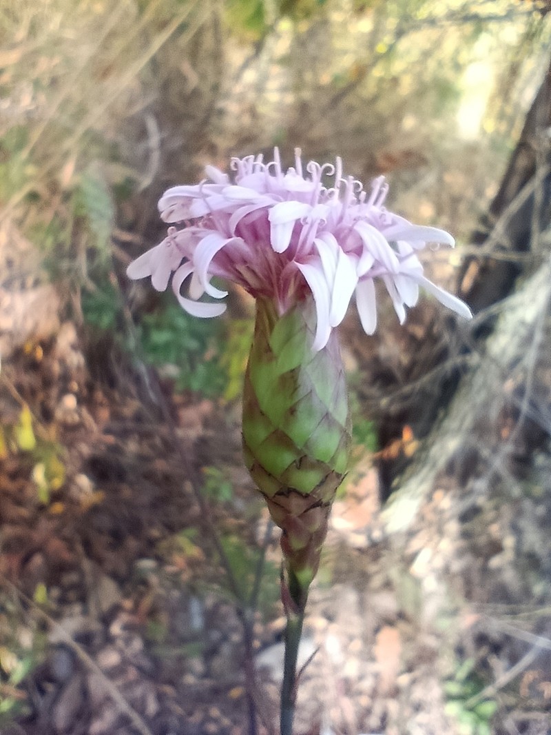 Acourtia nelsonii