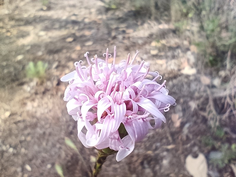 Acourtia nelsonii photo 2