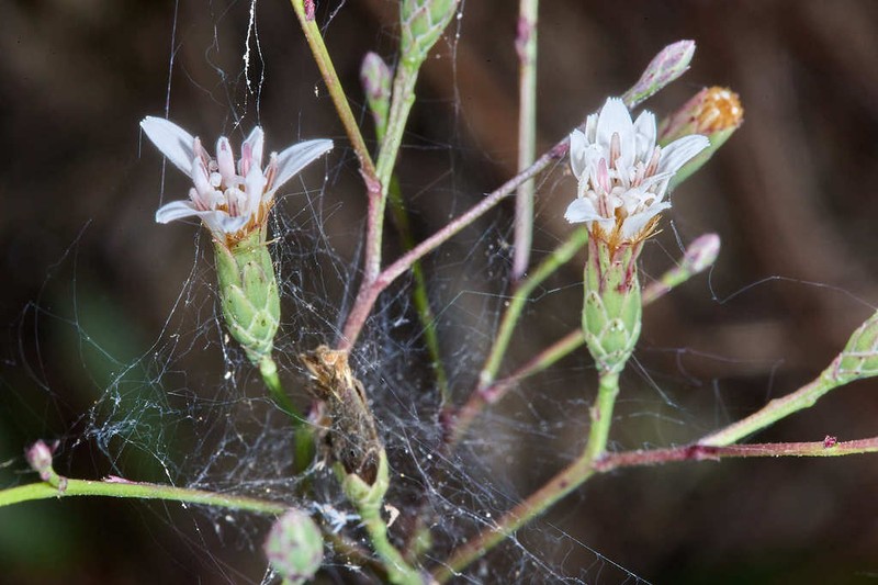 Acourtia nudicaulis photo 2