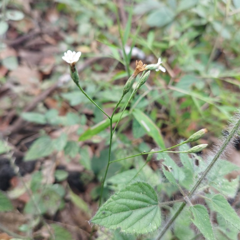 Acourtia nudicaulis photo 3