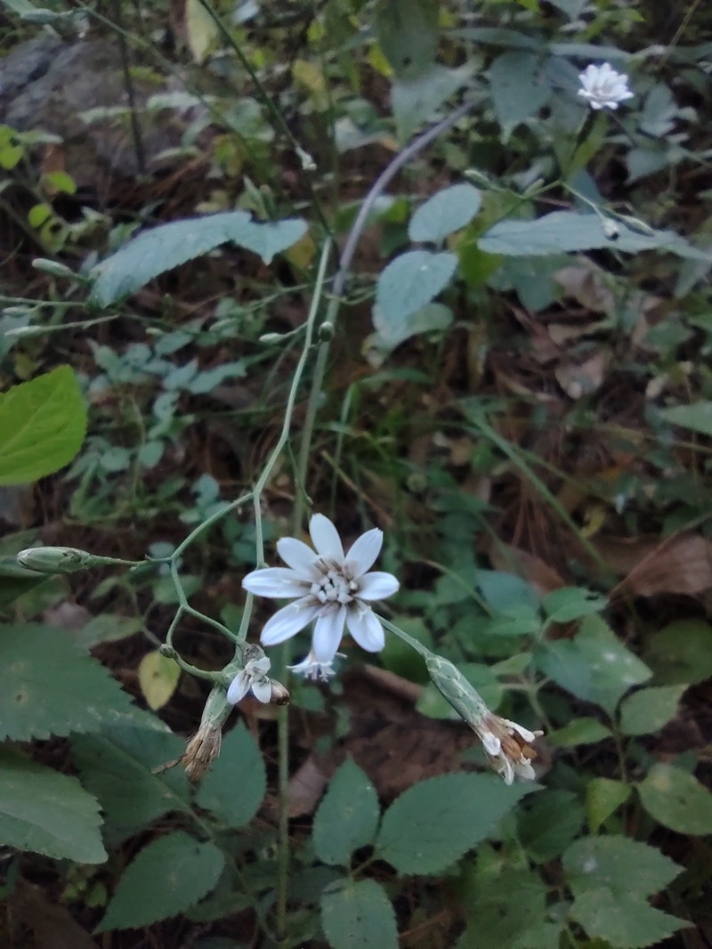 Acourtia nudicaulis photo 4