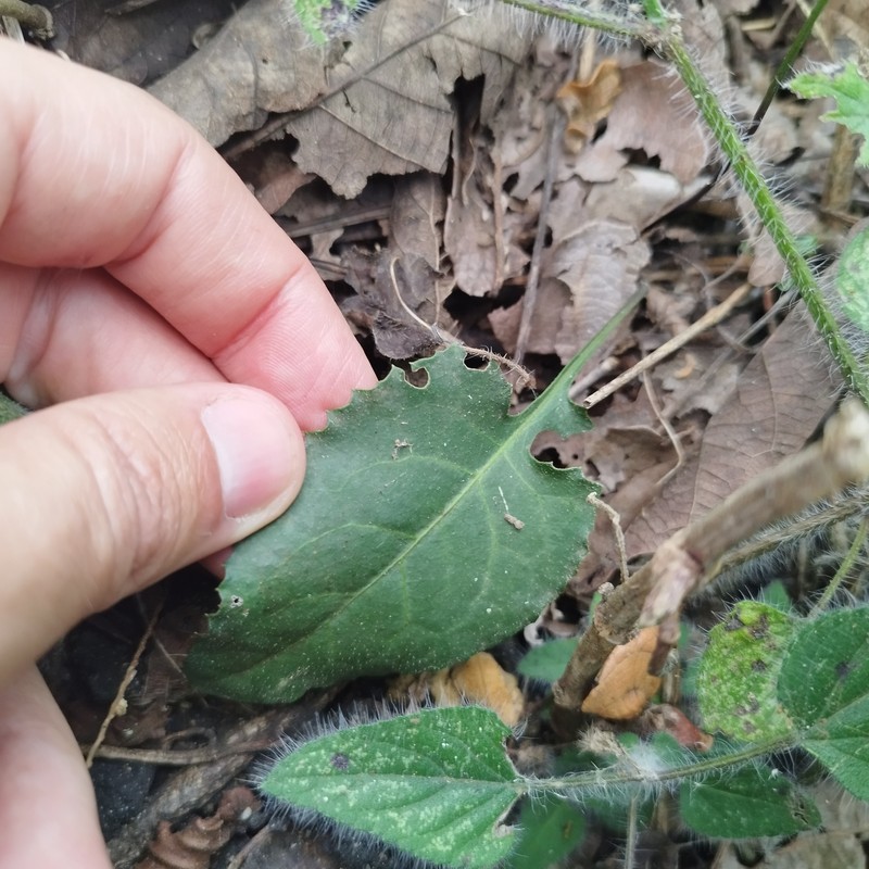Acourtia nudicaulis photo 5