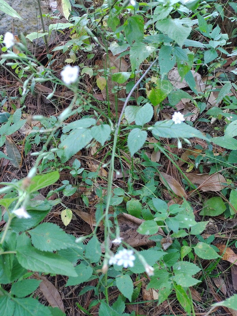 Acourtia nudicaulis photo 6