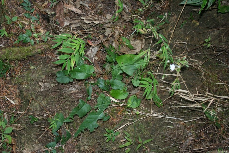 Acourtia nudicaulis photo 7