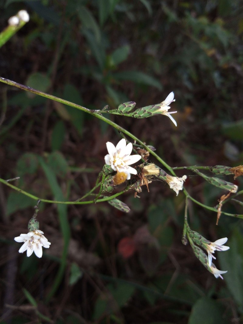 Acourtia nudicaulis photo 8