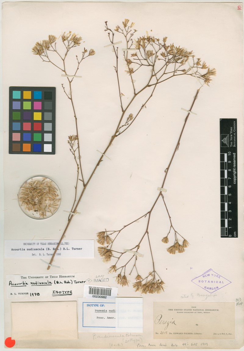 Acourtia nudiuscula