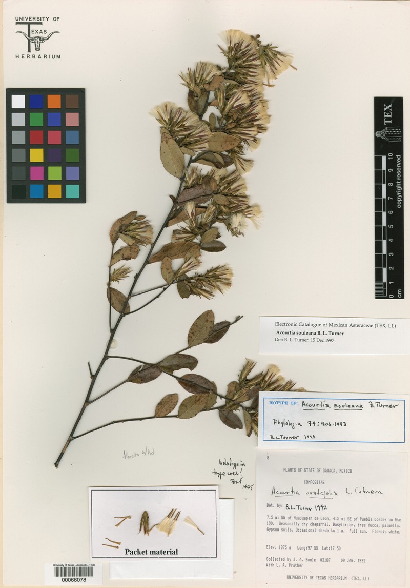 Acourtia ovatifolia