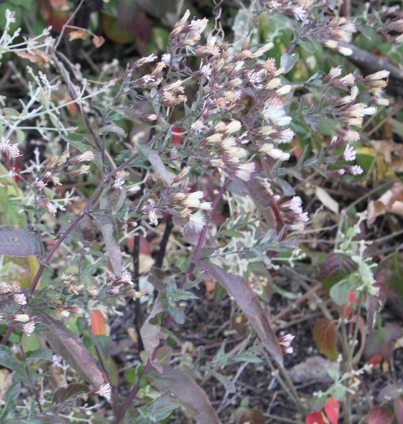 Acourtia oxylepis