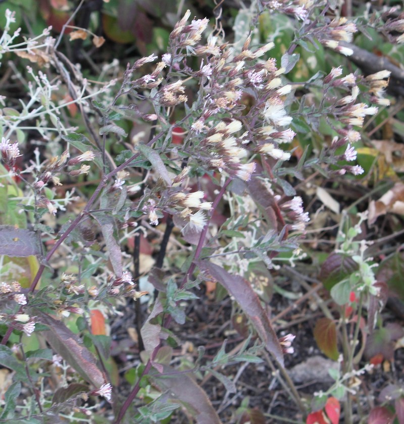 Acourtia oxylepis photo 3