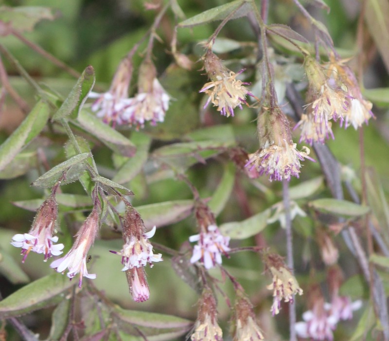 Acourtia oxylepis photo 4