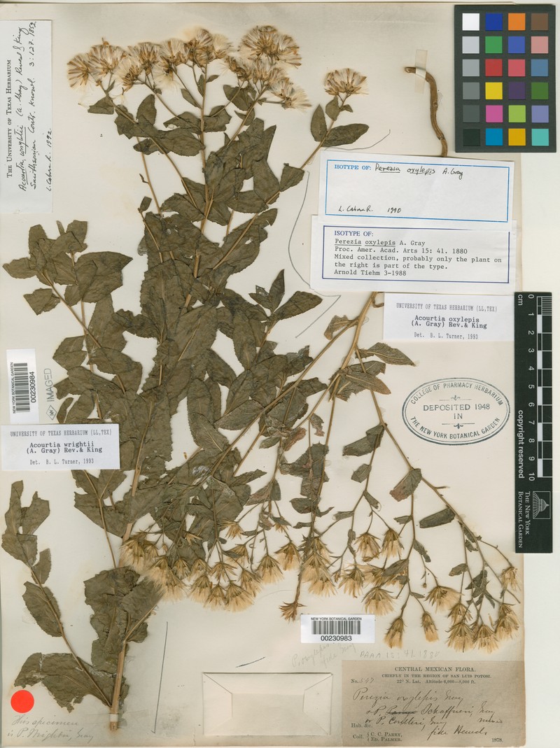 Acourtia oxylepis photo 5