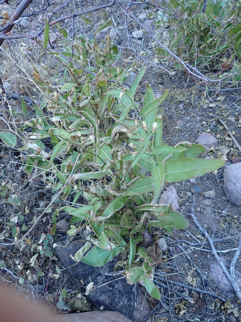 Acourtia palmeri photo 5