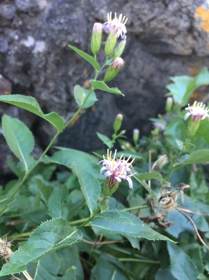 Acourtia palmeri photo 6