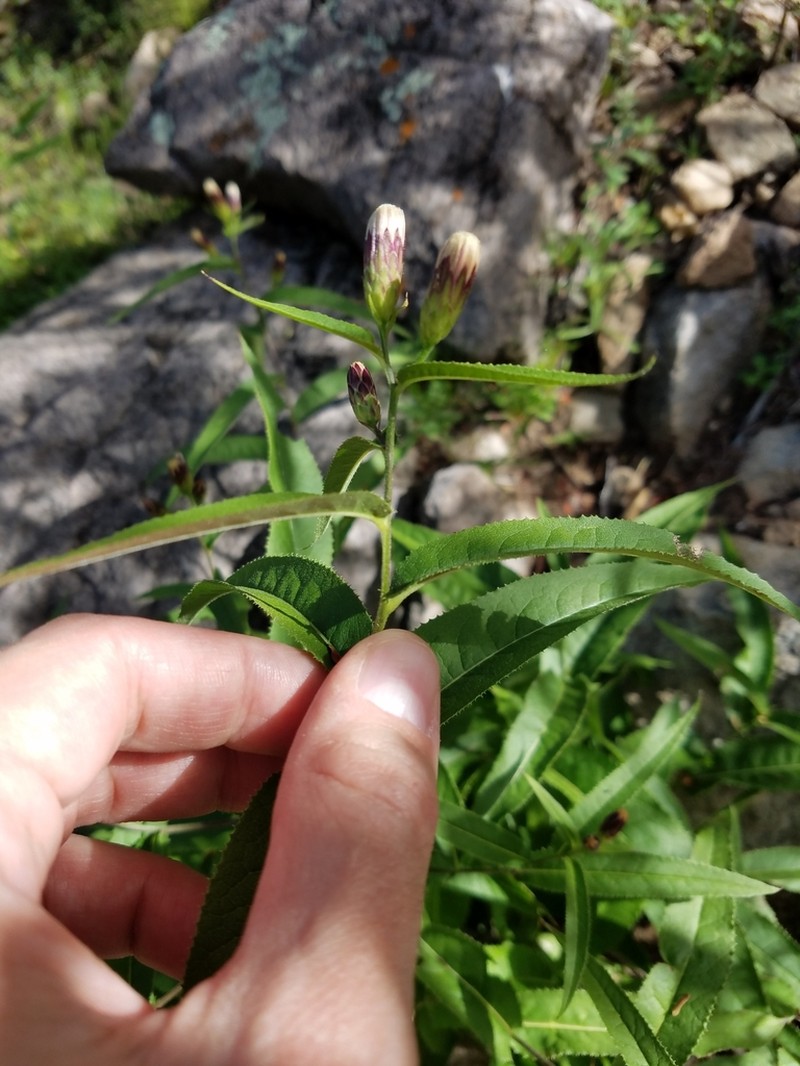 Acourtia palmeri photo 7