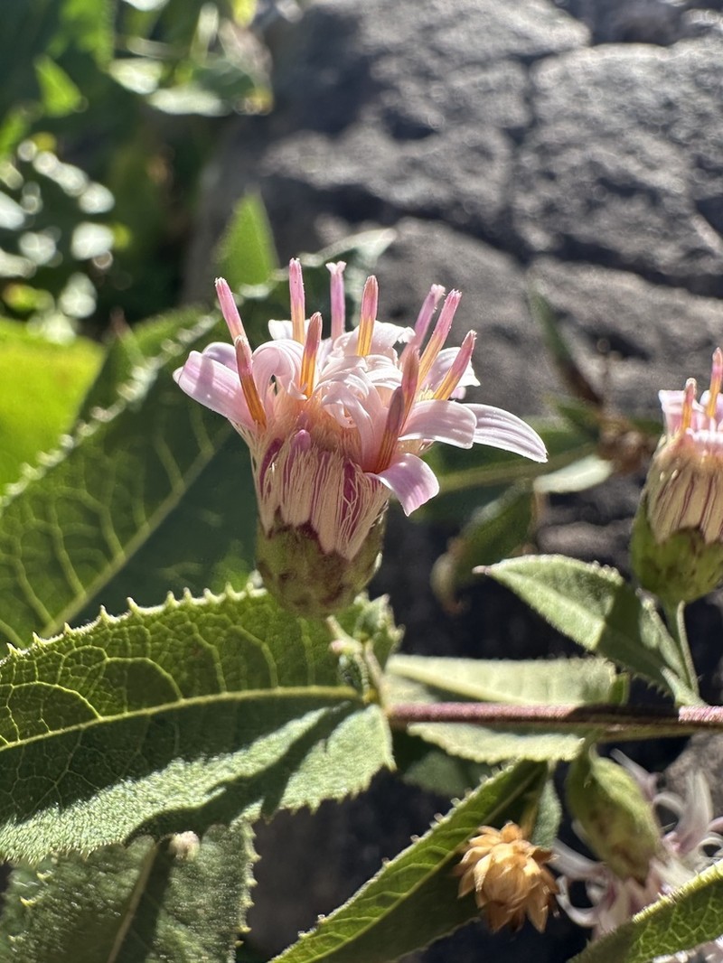 Acourtia palmeri photo 8