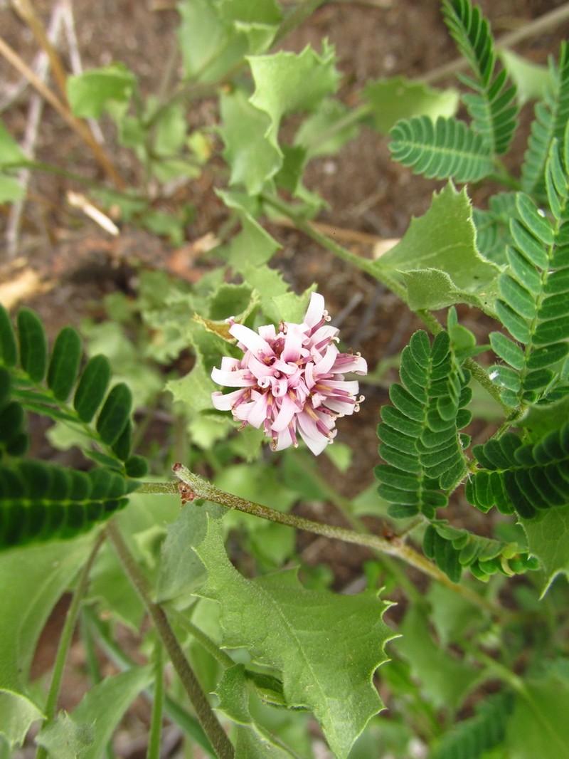 Acourtia parryi