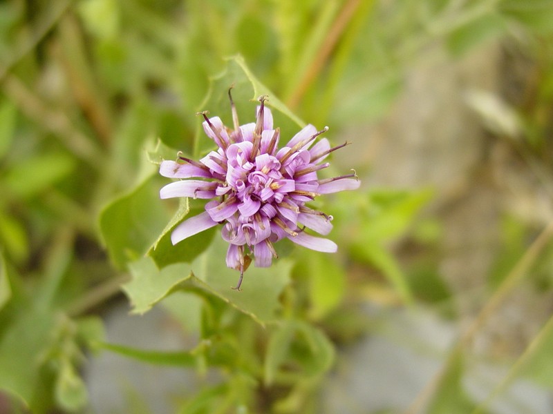 Acourtia parryi photo 2