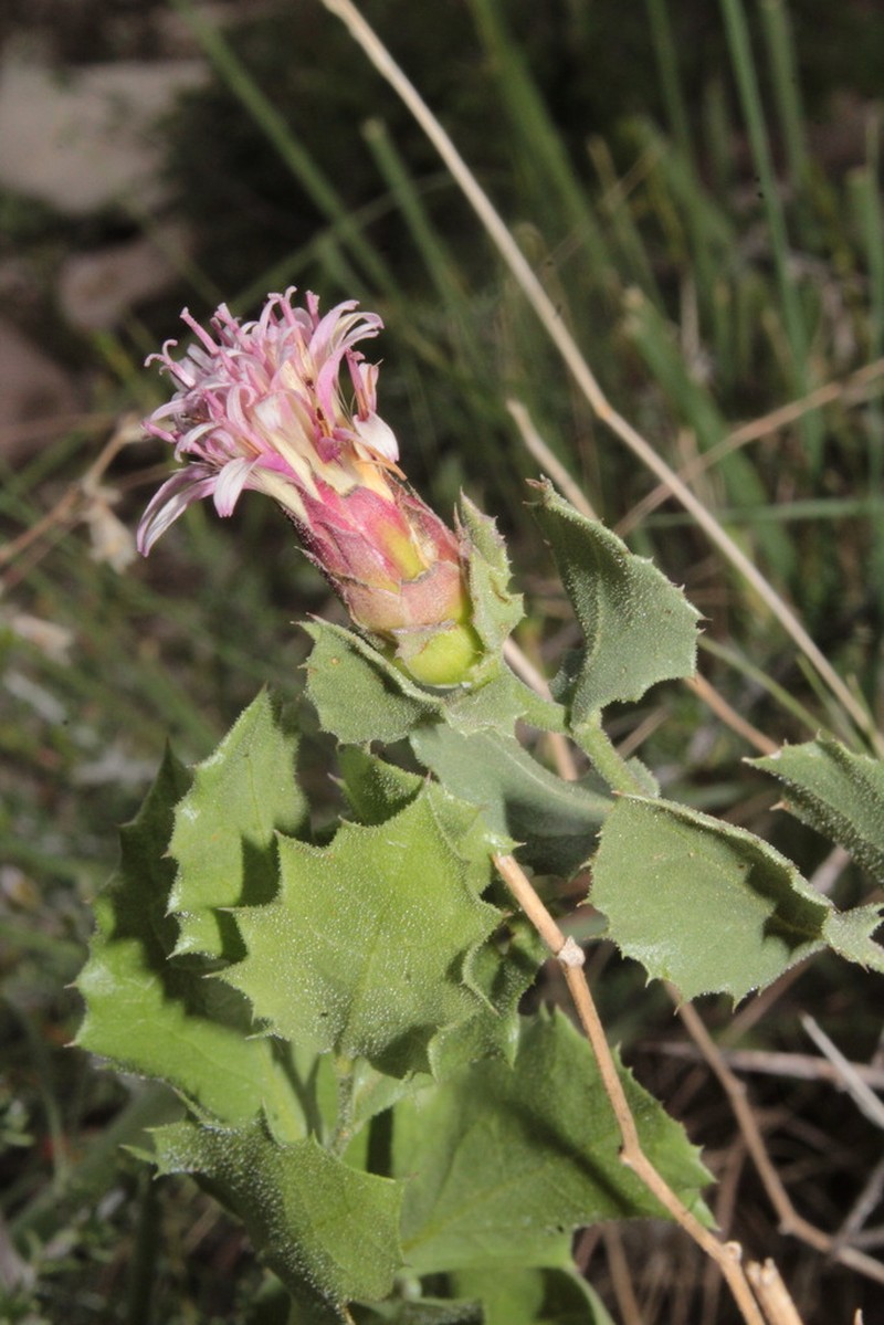 Acourtia parryi photo 3