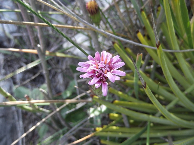 Acourtia parryi photo 4