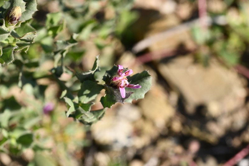 Acourtia parryi photo 5