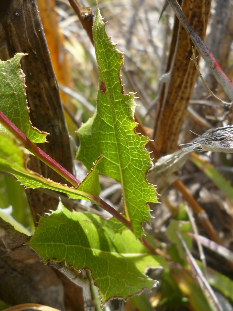 Acourtia parryi photo 6