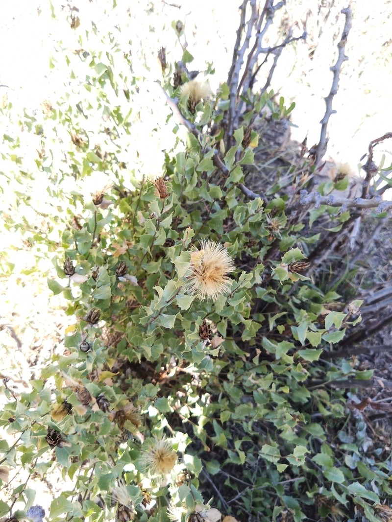 Acourtia parryi photo 7
