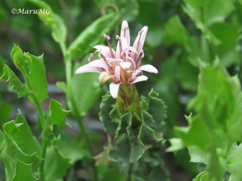 Acourtia parryi photo 8