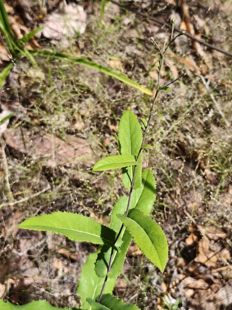 Acourtia patens