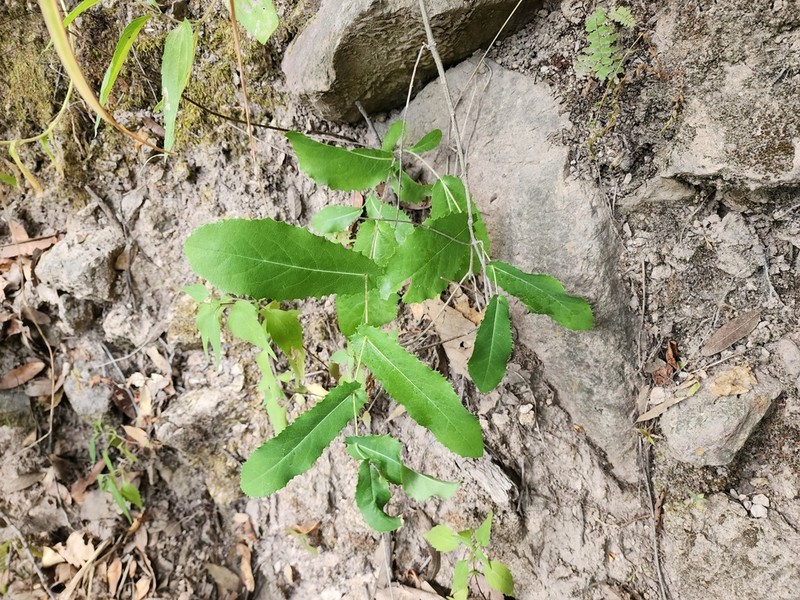 Acourtia patens photo 2