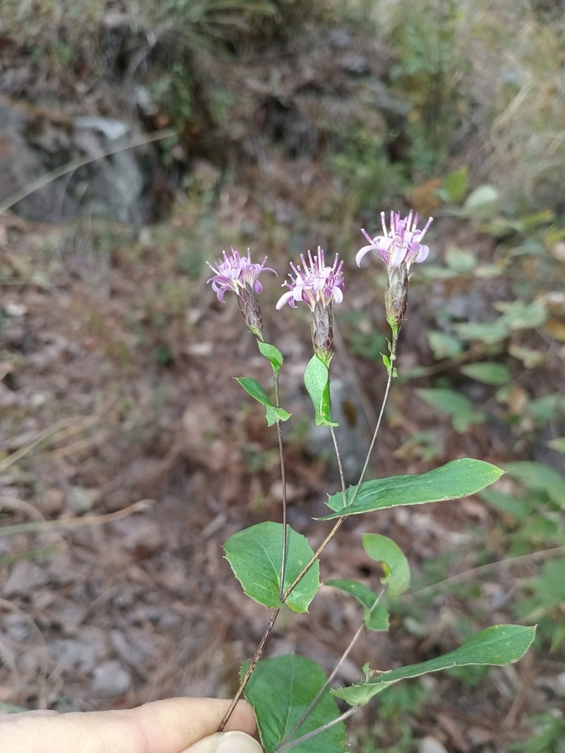 Acourtia patens photo 3