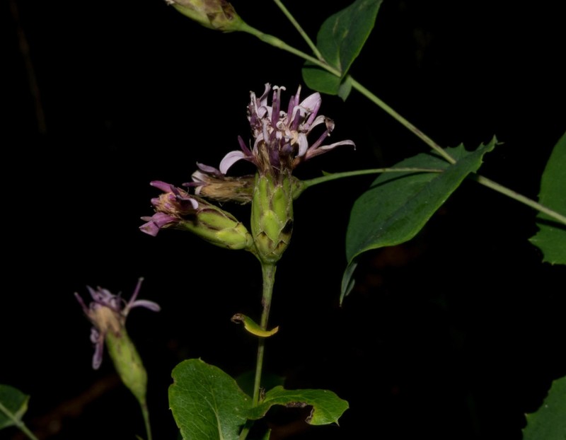 Acourtia patens photo 4