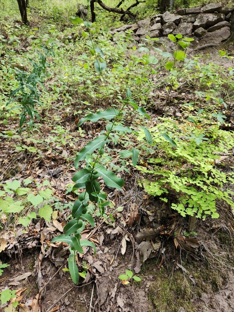 Acourtia patens photo 5