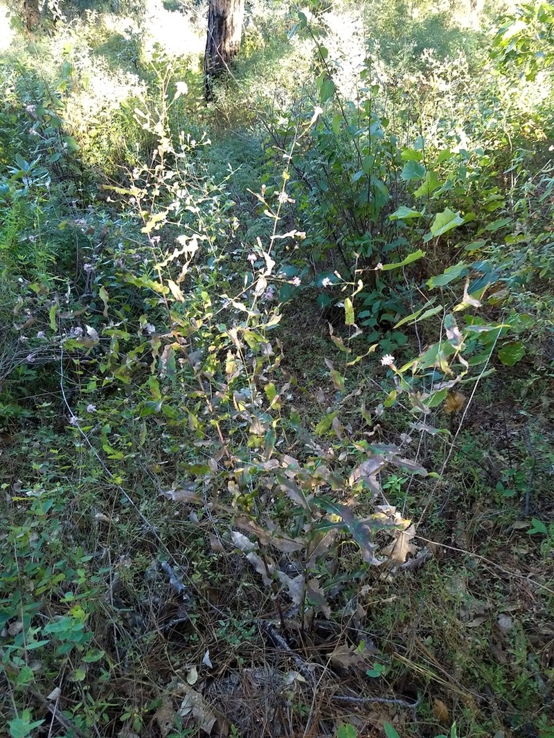 Acourtia patens photo 8