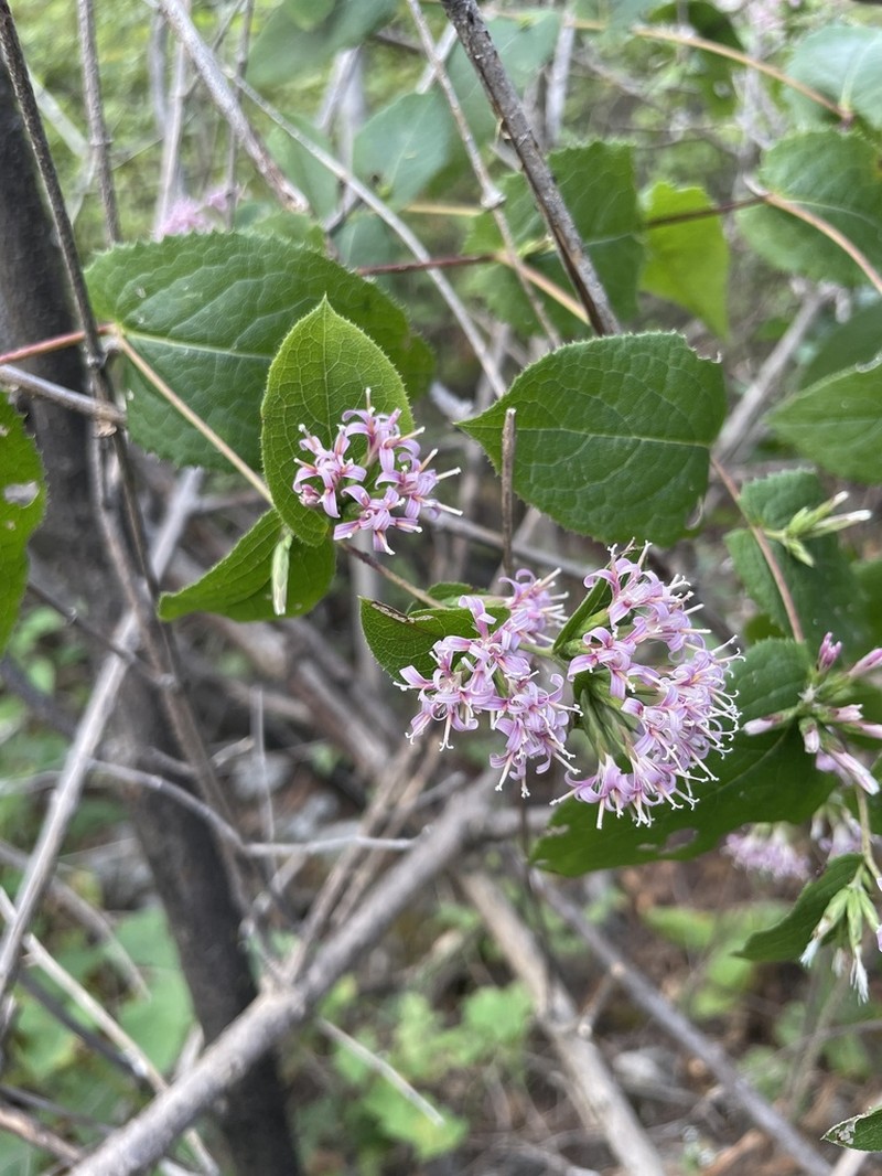 Acourtia pilulosa