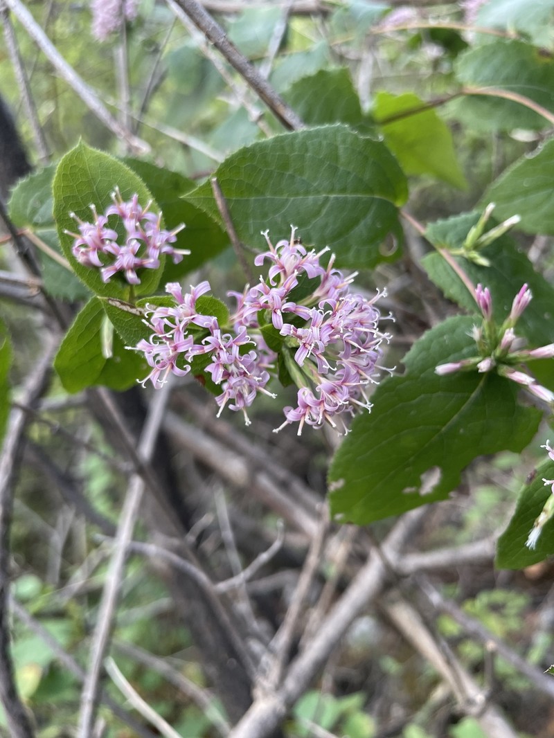 Acourtia pilulosa photo 2