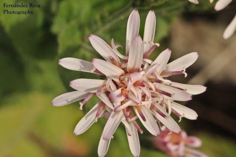 Acourtia pinetorum