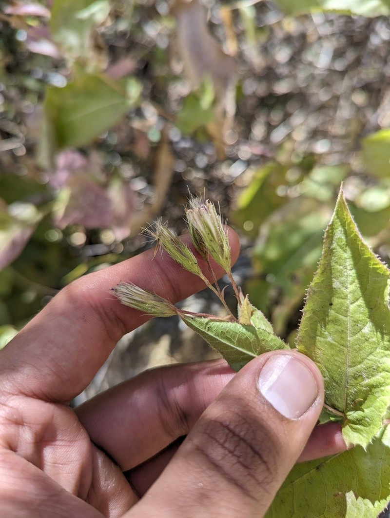 Acourtia pinetorum photo 2